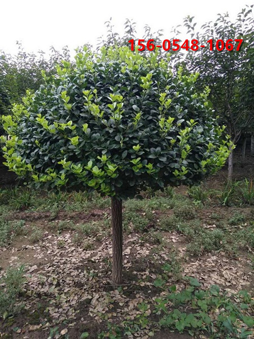 供应卫矛球价格2.2米2.5米高杆卫矛带土球发货