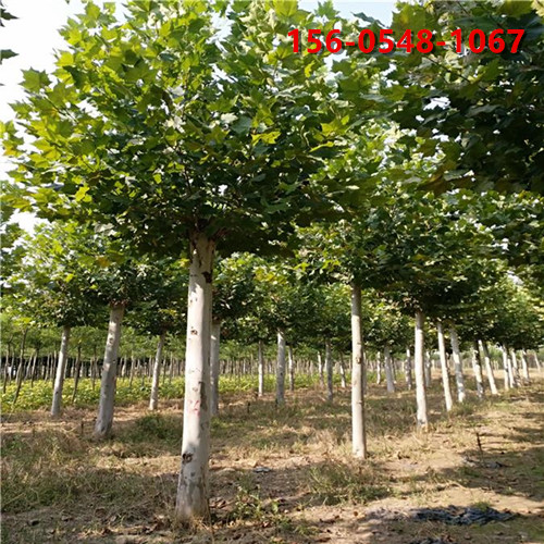 供应10-12-15公分法桐 价格20公分法桐价格